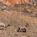 big-horn-sheep-042116-0214