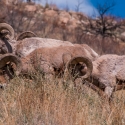 big-horn-sheep-042116-0415