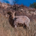 big-horn-sheep-042116-0417