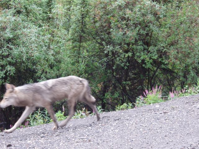 Wolf in Denali National Park