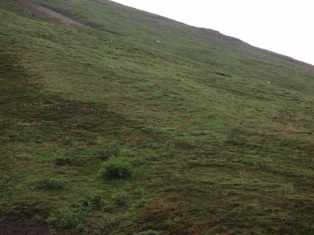 Dall Sheep High Up on the Hillside