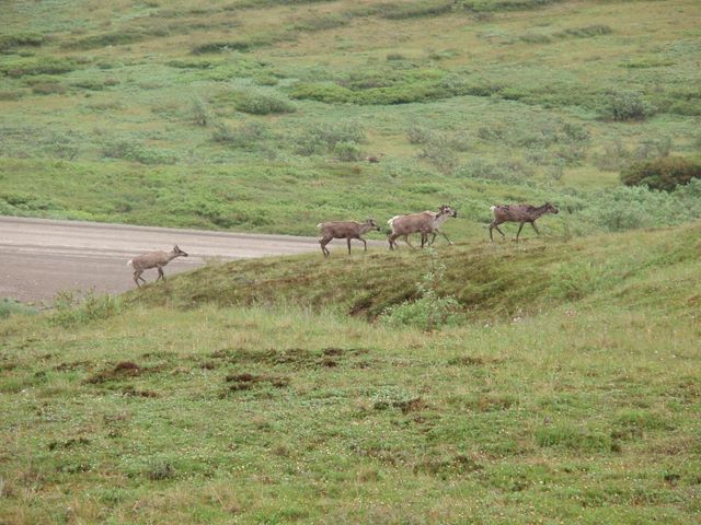 Caribou in Denali National Park