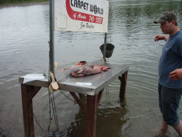 Salmon at Willow Creek