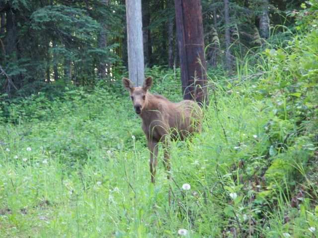 Moose Calf in Anchorage