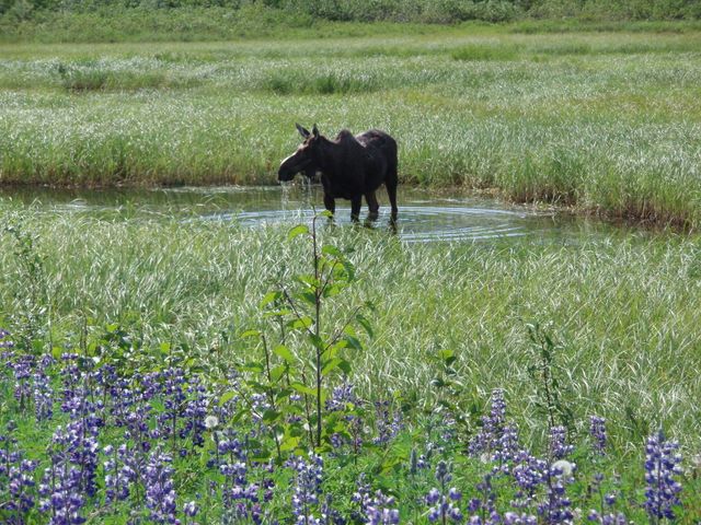 Moose Along Seward Highway Near End of Turnagain Arm