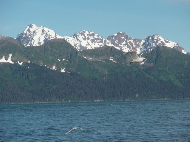 Resurection Bay from Miller's Landing