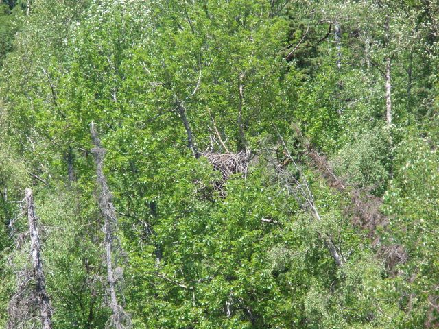 Bald Eagle Nest