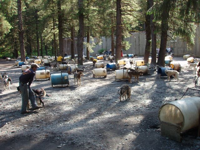 Sled Dog Kennels at <a href='http://www.ididaride.com'>Ididaride Sled Dog Tours</a>