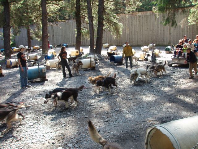 The Sled Dogs Take off With One of the Carts