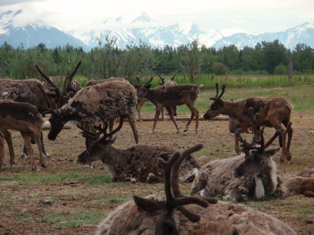 Reindeer with Mountains Near Knik Glacier