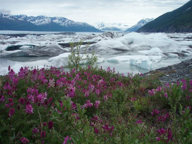 Fireweed with Knik Glacier