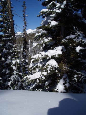 Gore Range through the Trees