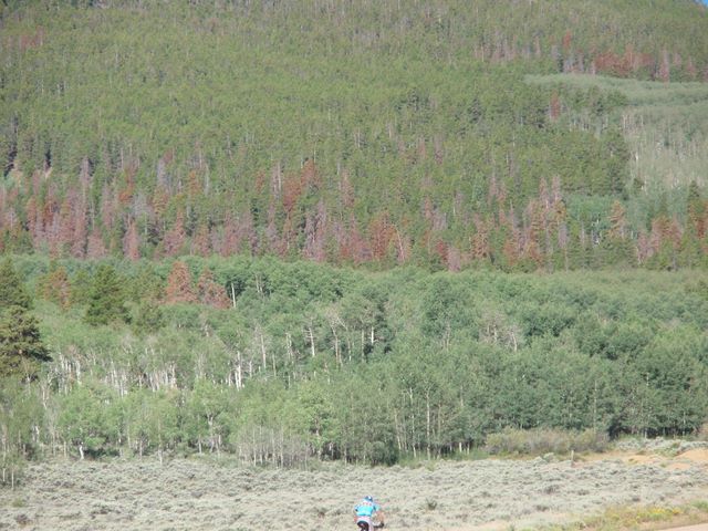 Leadville 100 Bottom of Columbine Climb Outbound